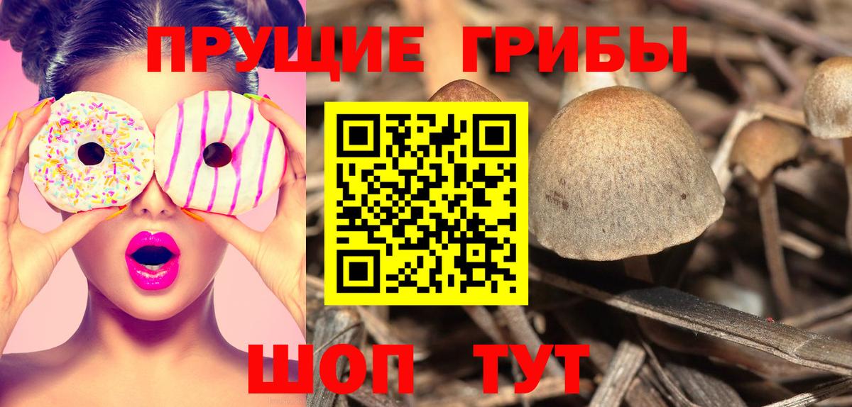 Псилоцибиновые грибы прущие грибы  Псилоцибиновые грибы Psilocybe  где продают   Дальнегорск  Вход с VPN 